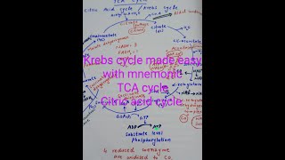 Krebs cycle made easy with mnemonic TCA cycle citric acid cycle [upl. by Rehteh126]