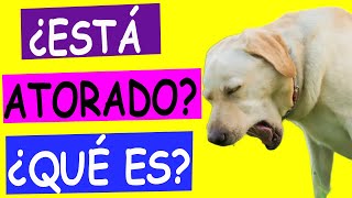 Mi PERRO hace RUIDOS RAROS como si se AHOGARA [upl. by Nithsa]