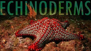 The Evolution of Echinoderms [upl. by Nolram255]