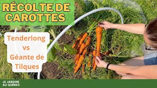 Récolte et Culture des Carottes Techniques et Astuces pour des Récoltes Abondantes [upl. by Yila781]