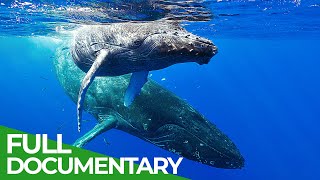 In the Feeding Grounds of the Humpback Whales  Free Documentary Nature [upl. by Akienom]