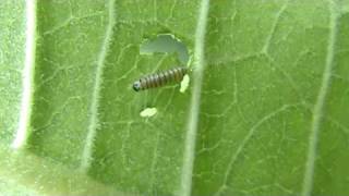 Newly hatched monarch caterpillar [upl. by Wyly]