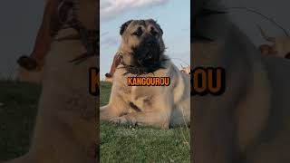 Kangal Vs Kangourou – Qui va gagner 😎 dog short [upl. by Remark]