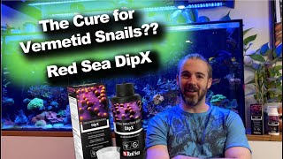 Can This Dip Kill Vermetid Snails  Red Sea DipX [upl. by Rochester]