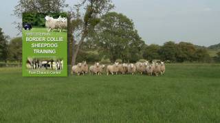 First Steps in BORDER COLLIE SHEEPDOG TRAINING  teaching herding dogs [upl. by Belsky183]