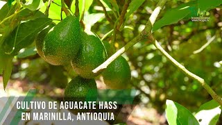 Cultivo de aguacate Hass en Marinilla Antioquia  TvAgro por Juan Gonzalo Angel Restrepo [upl. by Bale]