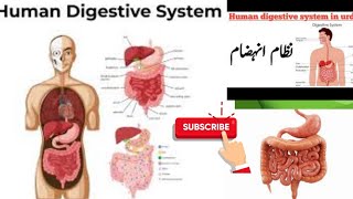 Digestive system  Exam preparation to the point [upl. by Annahs]