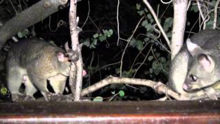 Brushtail Possum Courtship Sounds [upl. by Reba680]