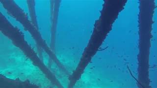 Salt Pier Bonaire by Snorkeling Quest [upl. by Ahsinuq724]