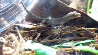 Juvenile Mourning Geckos being released into the Vivarium [upl. by Etteloiv]