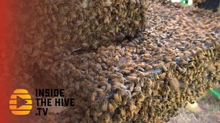 New way to help honey bees to fight Varroa mites [upl. by Adnalu]