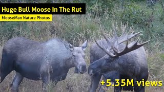 Huge Bull Moose In The Rut Whats Going To Happen Next [upl. by Amluz]