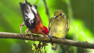 Clubwinged Manakin [upl. by Ruberta]