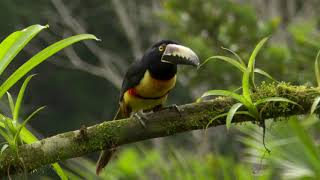 Collared Aracari [upl. by Ramilahs]