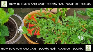 How To Grow And Care Tecoma PlantCare Of Tecoma टिकोमा Plant In Summer Beautiful Flowring Plant [upl. by Allen]