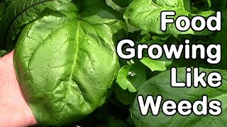 Food Growing Like Weeds [upl. by Seale]