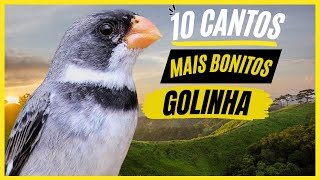 TOP 10 Cantos De quotGolinhaquot MAIS BONITOS e MELHORES  Ave Popular No Brasil [upl. by Einallem231]