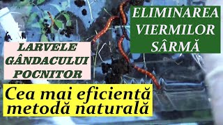 Cea mai eficienta metoda naturala de a elimina viermii sarma larvele gandacului pocnitor [upl. by Alegnaoj734]