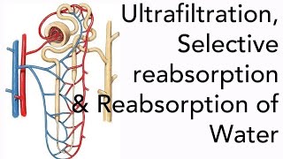 A2 Biology Ultrafiltration Selective Reabsorption and the Reabsorption of Water [upl. by Eniad777]