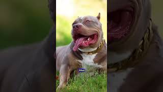 Caucasian Shepherd vs Pitbull The Ultimate Showdown 🐾💥 shorts pitbull facts [upl. by Varick]