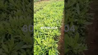 Macadamia graftied plants buyers agriculture karnataka assam [upl. by Enived]