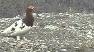 Ptarmigan Call [upl. by Mita]