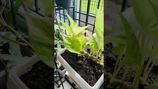 Synonym ￼❤️ garden houseplants plants flowers indoorplants phalphoolaursabjiyaindoorplants ❤️ [upl. by Katushka]