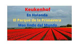 KEUKENHOF El paque de la Pimavera mas Lindo del Mundo esta en Holanda [upl. by Hervey86]