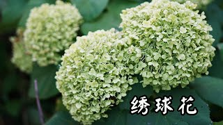 绣球花 有毒的漂亮的花 bigleaf hydrangea French hydrangea [upl. by Charin897]