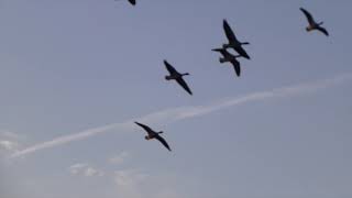 Greylag Geese Gather At Sunset In Berlin [upl. by Htor]