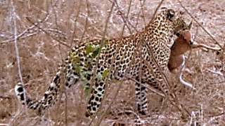 Unbelievable Leopard Behavior Predatory Vs Maternal Instincts In The Wilds Of Africa [upl. by Diskin695]