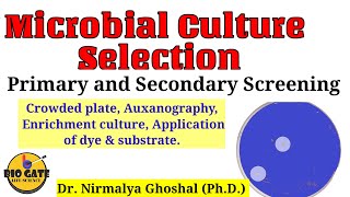 Microbial Screening Primary and Secondary industrialmicrobiology [upl. by Morrill]