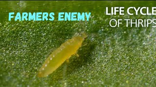 THRIPS Explained Thrips Unveiled Tiny Pests Huge Agricultural Impact 💯 NO￼￼ allareone99 [upl. by Brosine]