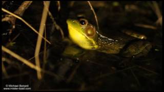 Green Frog call plucking a banjo string [upl. by Leumel]