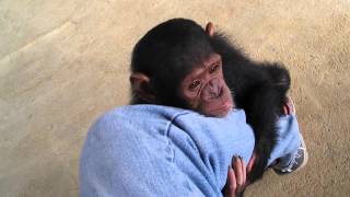 Baby ChimpsMonkeyBaby chimpanzeepet chimp婴儿黑猩猩chimpanzé bébéДетские шимпанзеchimpancé bebé [upl. by Laleb]