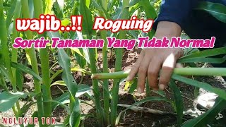 Lakukan RougingAgar Tanaman Jagung Tumbuh Subur dan Maximal [upl. by Martelli]