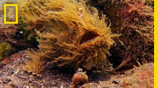 Frogfish or SeaweedWhos to Say  National Geographic [upl. by Aruol]