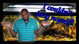 Ideas hit and Aquascaping happened  40 gallon Amazonian Aquarium [upl. by Niawd]