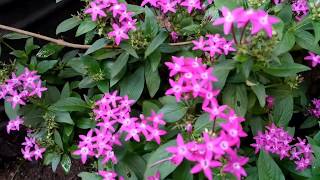 Pentas plant careEgyptian Star Cluster [upl. by Marella]