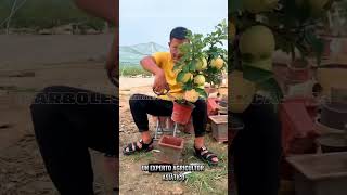 😱Árboles Frutales en Maceta en tu Jardin o Balcón cargados de FRUTAS todo el año libre de químicos🍋 [upl. by Iarahs]