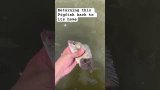 Pigfish are so beautiful tbh fishing marinefish saltwater pigfish [upl. by Don101]