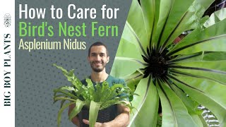 How to Care for a Birds Nest Fern Asplenium Nidus [upl. by Orlosky]