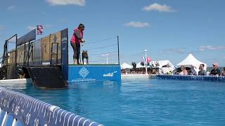 DockDog competition at Neptune Festival [upl. by Mord392]