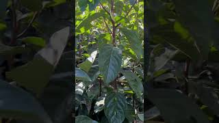 ￼ Persimmon plant is available jaikisanhp shortvideo youtube [upl. by Shatzer]