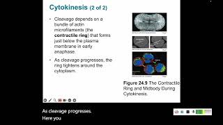 Cell Cycle 3 Cytokinesis [upl. by Rot]