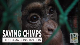 SAVING CHIMPS Tacugama Chimpanzee Conservation [upl. by Loggins659]