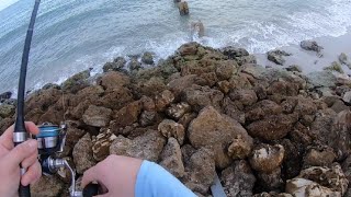 ShoreFishing Clearwater BeachTampa Bay Florida [upl. by Abdel]