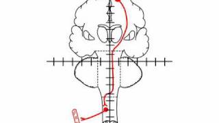 NeuroLogic Exam Videos  Corticospinal Tracts [upl. by Aihseyk745]