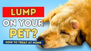 Lumps In Dogs And Cats When To See The Vet How To Treat At Home [upl. by Osgood178]