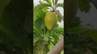 Egg fruit in our Ramanujans garden canistel fruit exotic fruits naturefarm [upl. by Alano]